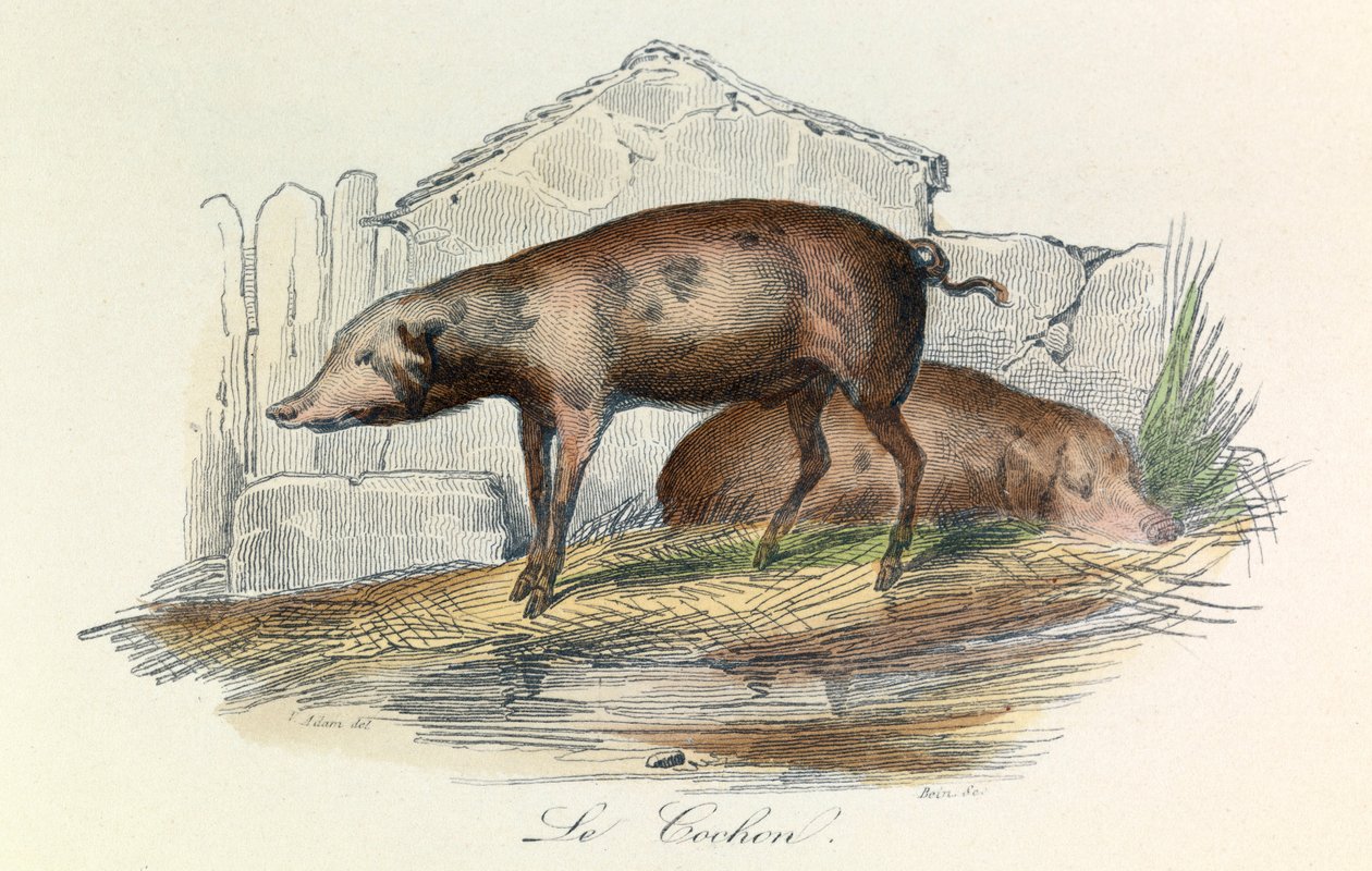 Illustration fra bogen "Buffons samlede værker": Les animaux: Le pichon (gravering) af Unknown artist