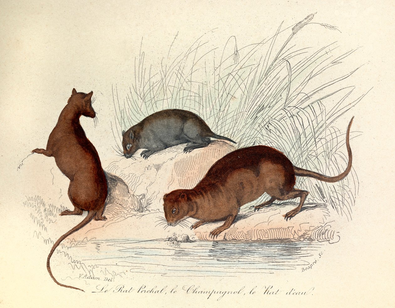 Illustration fra bogen "Buffons samlede værker": Les animaux: Le rat perchat, le vole et le rat d