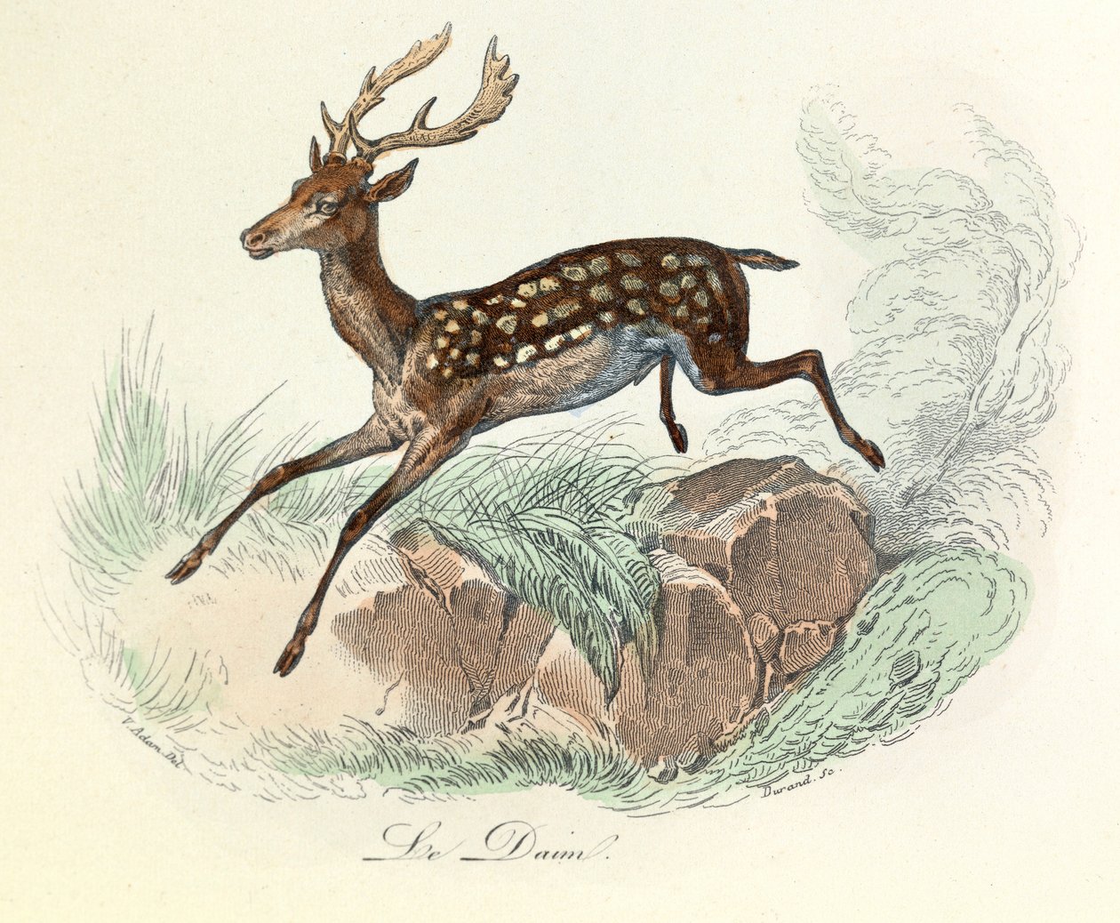 Illustration fra bogen "Buffons samlede værker": Les animaux: Le suede (gravering) af Unknown artist
