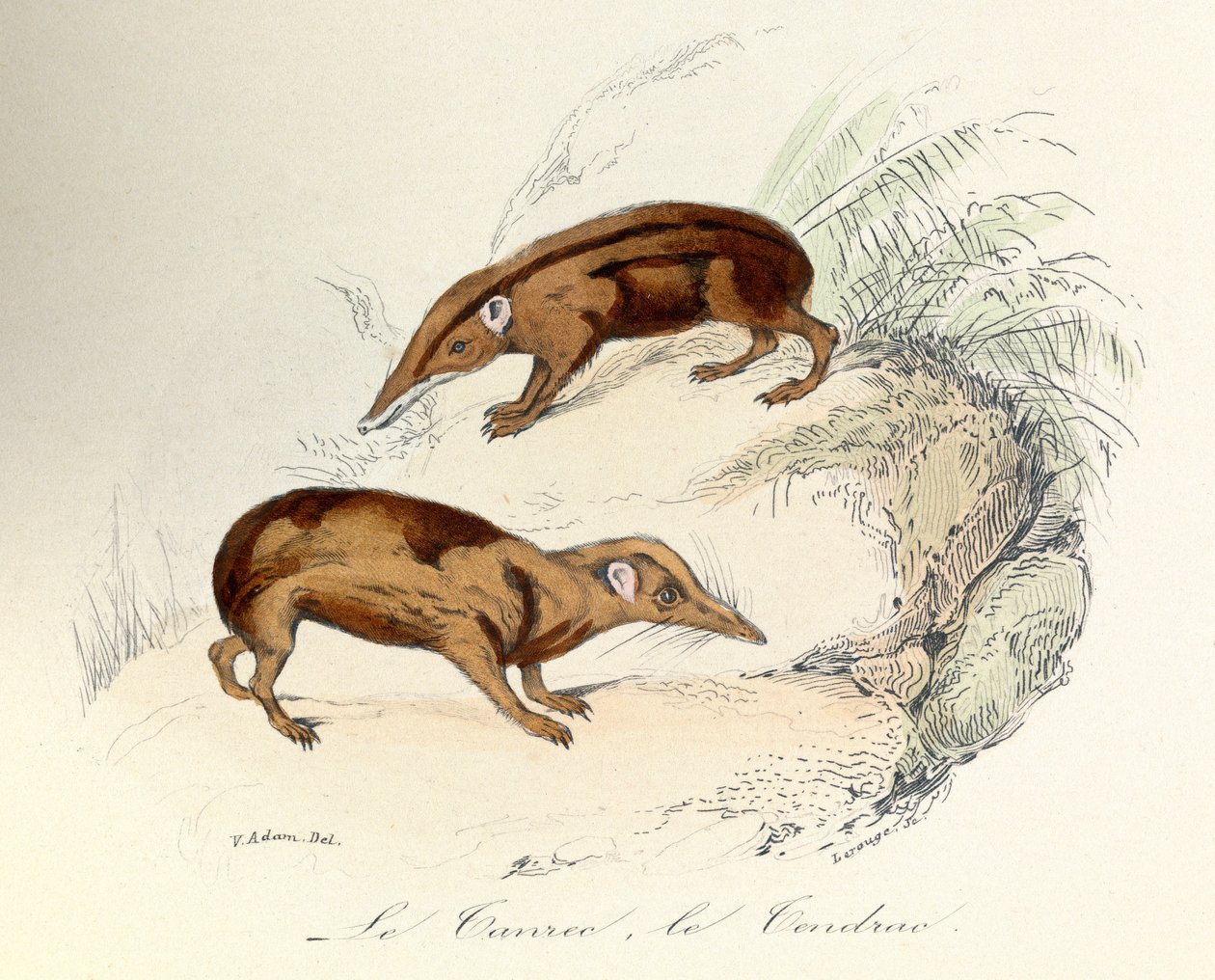 Illustration fra bogen "Buffons samlede værker": Les animaux: Le tanrec et le tendrac (kobberstik) af Unknown artist