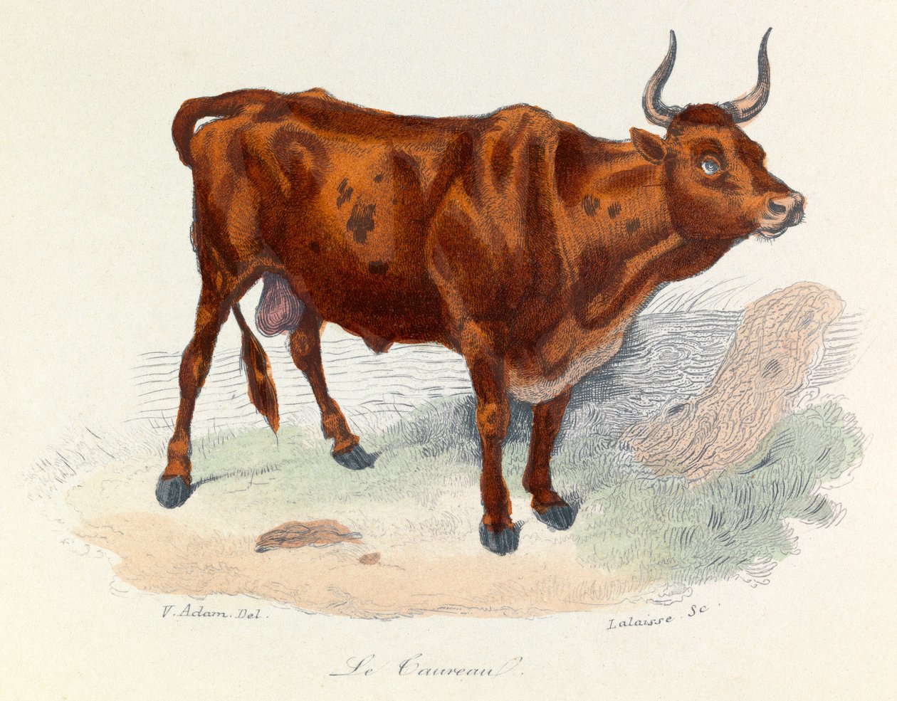 Illustration fra bogen "Buffons samlede værker": Les animaux: Le taureau (gravering) af Unknown artist