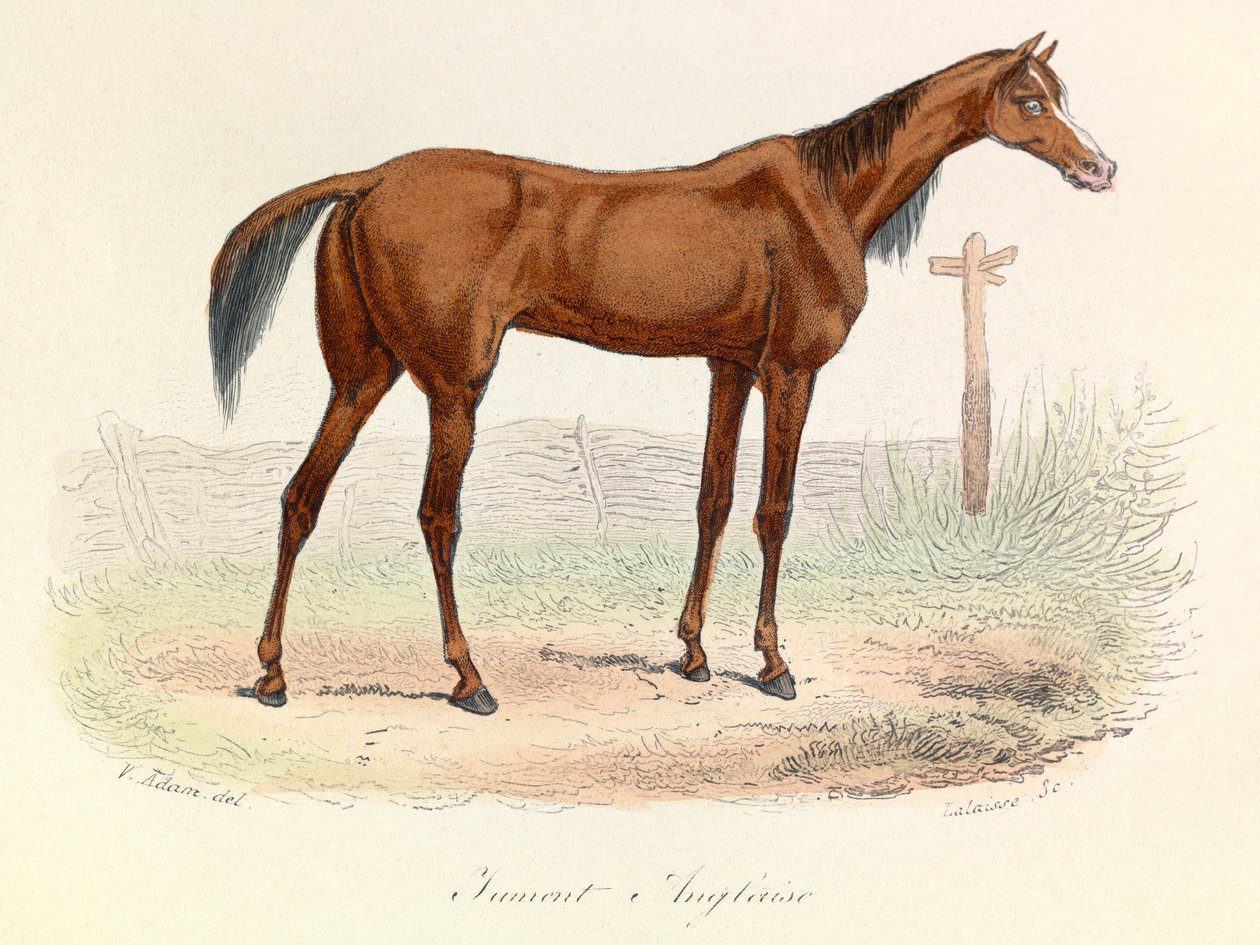Illustration fra bogen "Buffons samlede værker": Les animaux: Mare Anglaise (kobberstik) af Unknown artist