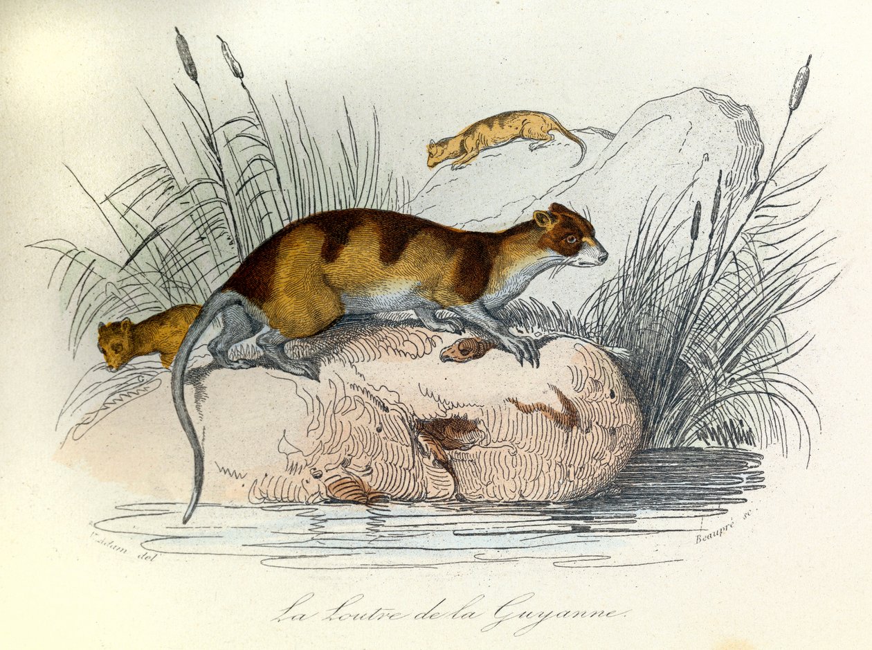 Illustration fra bogen "Buffons samlede værker": Les animaux domestiques: La otter de Guiana (gravering) af Unknown artist