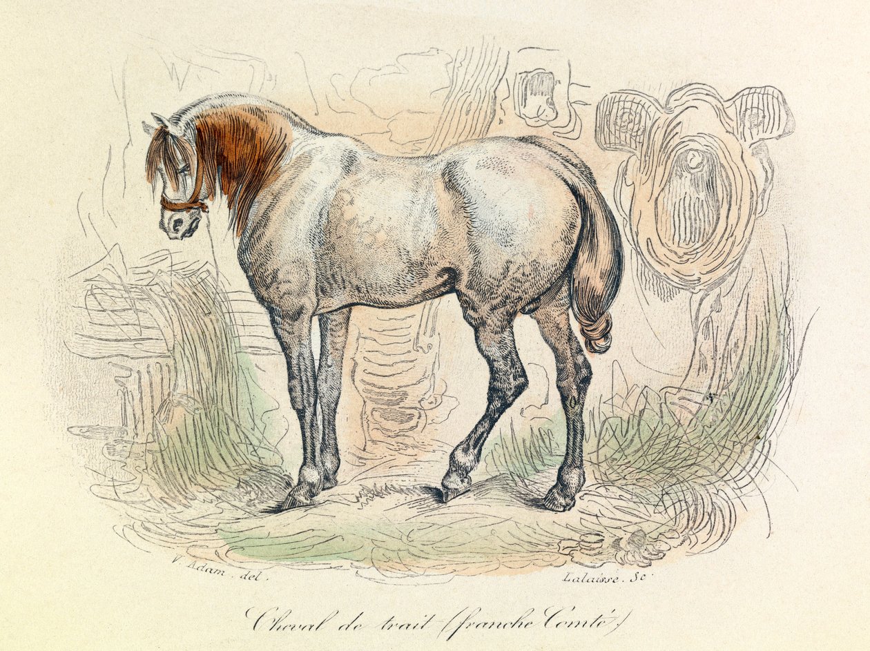 Illustration af Franc Comtois-hesten, klassificeret af Linneene og Cuvier (kobberstik) af Unknown artist