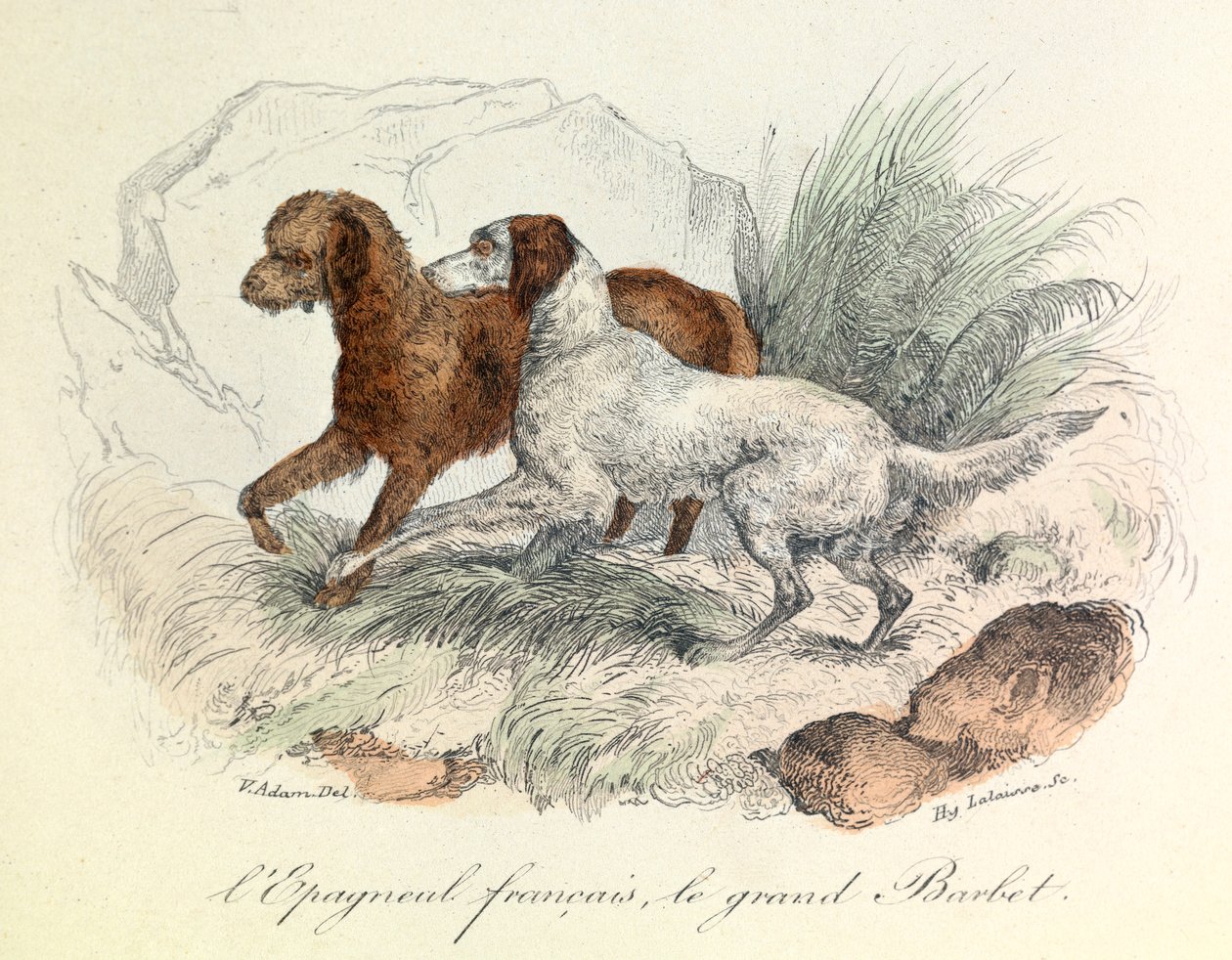 Illustration af fransk spaniel og stor barbet med Linneenes nomenklatur og Cuviers klassifikation (kobberstik) af Unknown artist