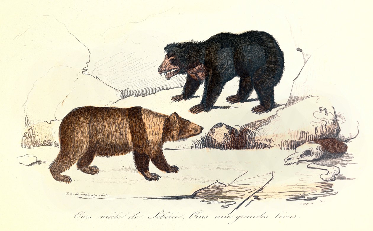 Illustration af sibirisk hanbjørn og bjørn med store læber, klassificeret af Linneene og Cuvier (kobberstik) af Unknown artist