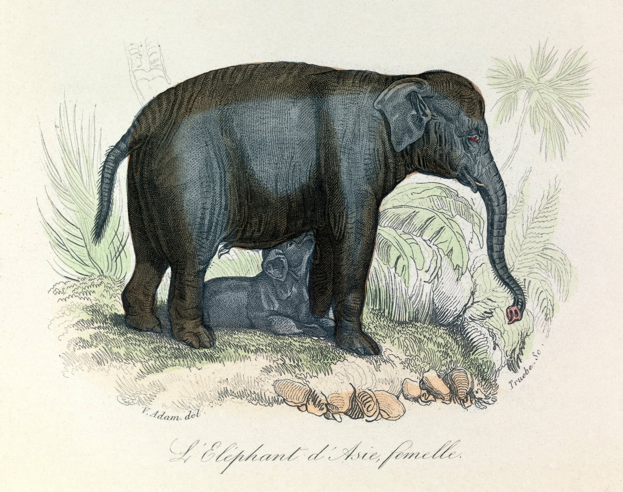 Illustration af en asiatisk hunelefant fra Buffons bog, klassificeret af Linné og Cuvier (kobberstik) af Unknown artist