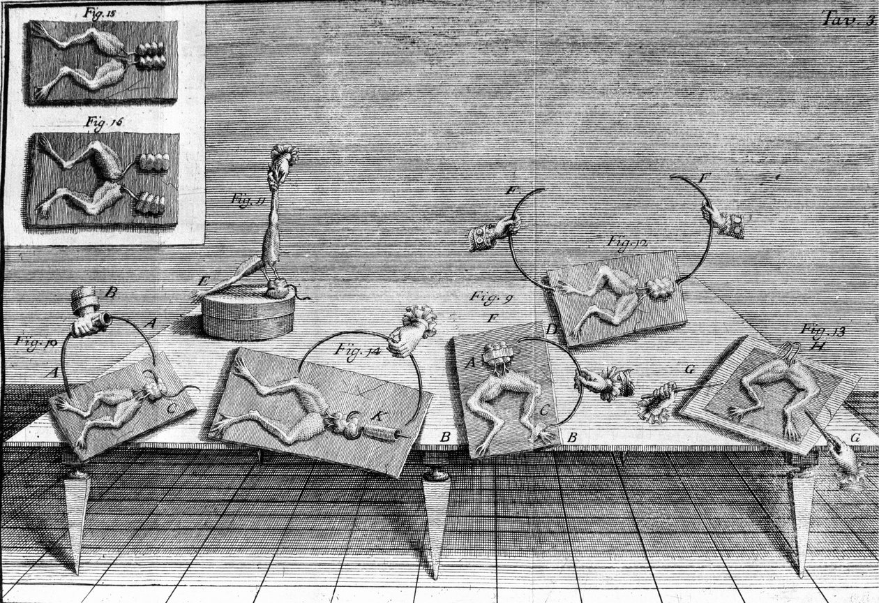 Illustration af eksperimenter af Luigi Galvani, italiensk fysiker og læge (1737 - 1798), der forklarer passagen af elektrisk strøm, der bevæger benene på en frø. af Unknown artist