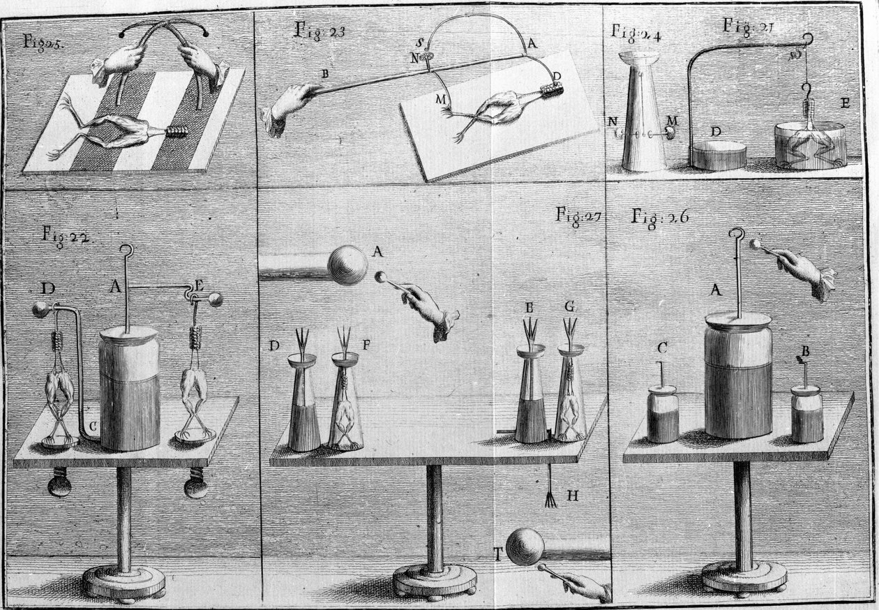 Illustration af eksperimenter af Luigi Galvani, italiensk fysiker og læge (1737 - 1798), der forklarer passagen af elektrisk strøm, der bevæger benene på en frø. af Unknown artist
