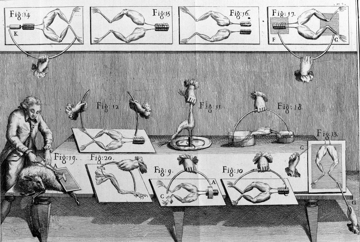 Illustration af eksperimenter af Luigi Galvani, italiensk fysiker og læge (1737 - 1798), der forklarer passagen af elektrisk strøm, der bevæger benene på en frø. af Unknown artist