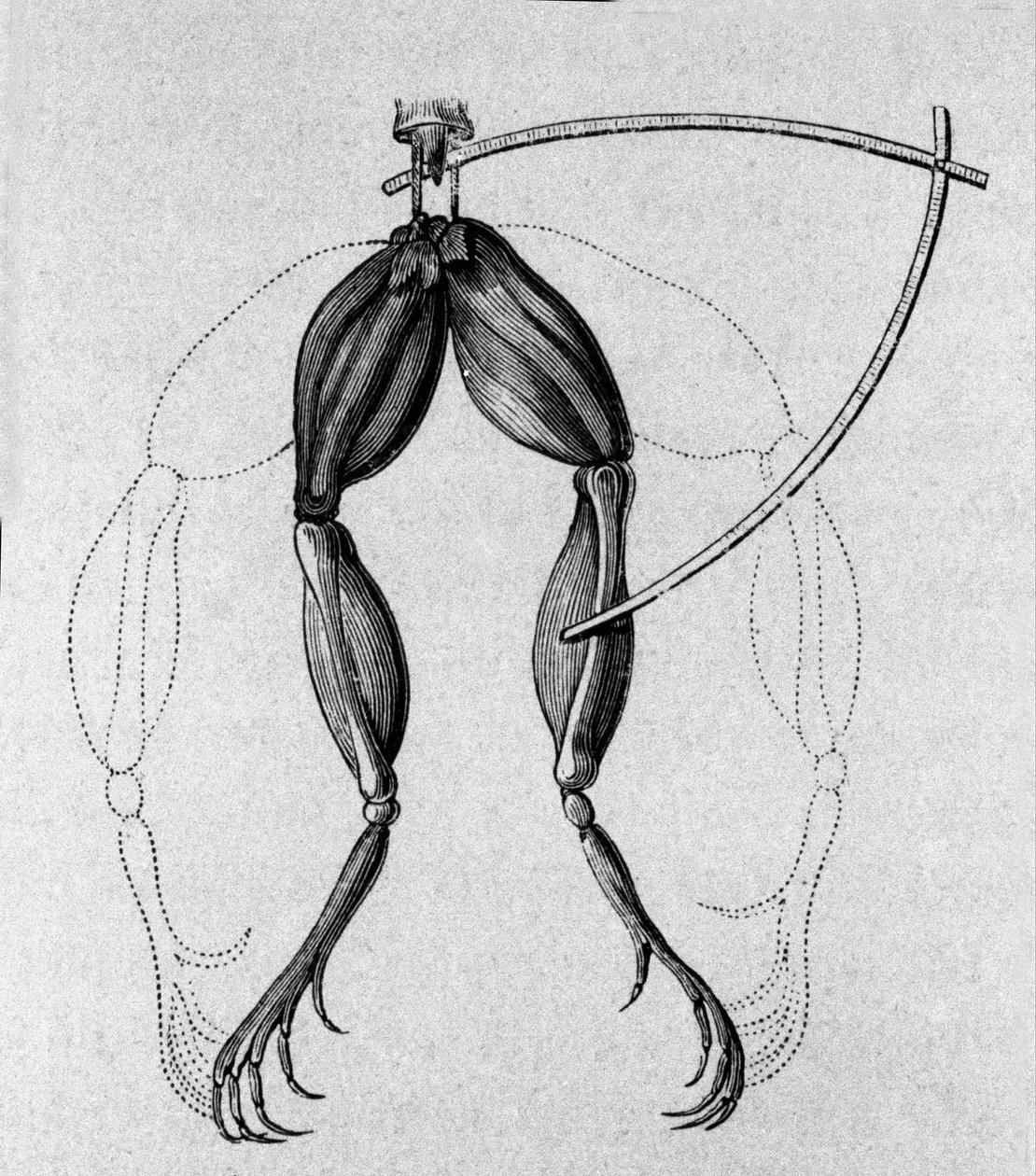 Illustration af eksperimenter af Luigi Galvani, italiensk fysiker og læge (1737 - 1798), der forklarer passagen af elektrisk strøm, der bevæger benene på en frø. af Unknown artist