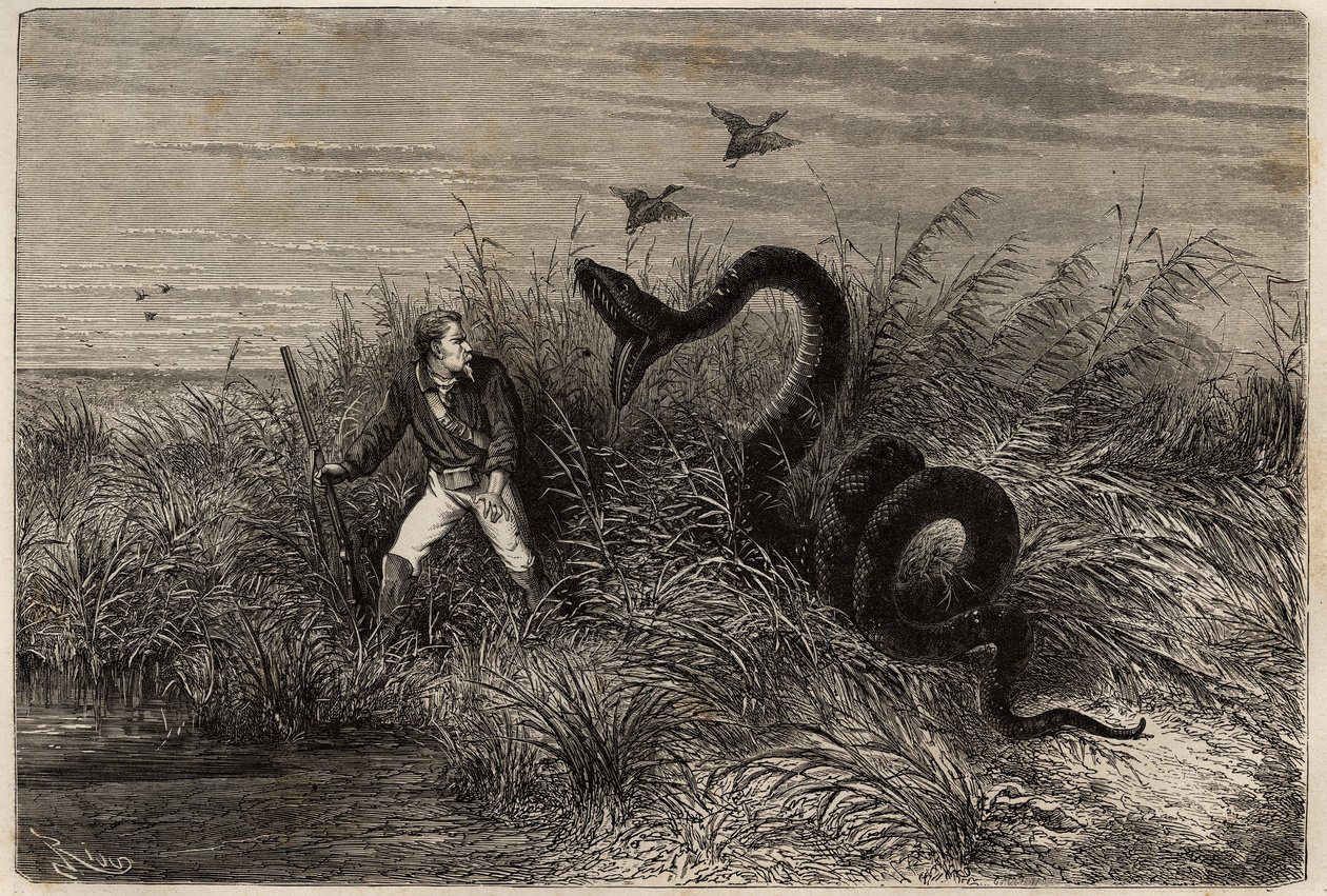 Hændelse under en andejagt i marcases Pointe aux Moustiques eller Pointe Macouria (Fransk Guyana), angreb af en boa på jægeren på udkig. Gravering til illustration af rejsen i Fransk Guyana i 1862-1863 af Frederic Bouyer, kaptajn på fregat af Unknown artist
