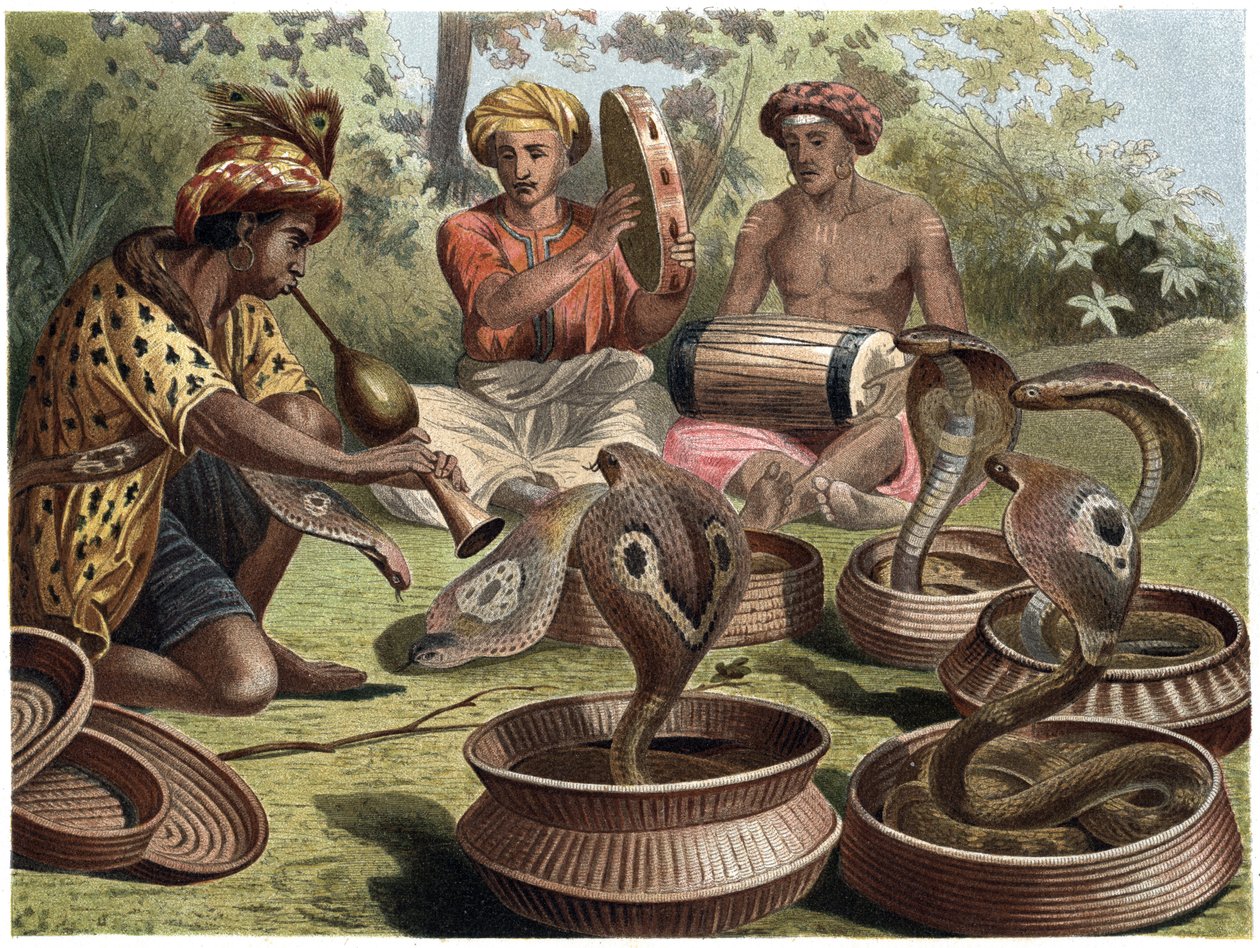 Indian Cobra - Den indiske kobra af Unknown artist