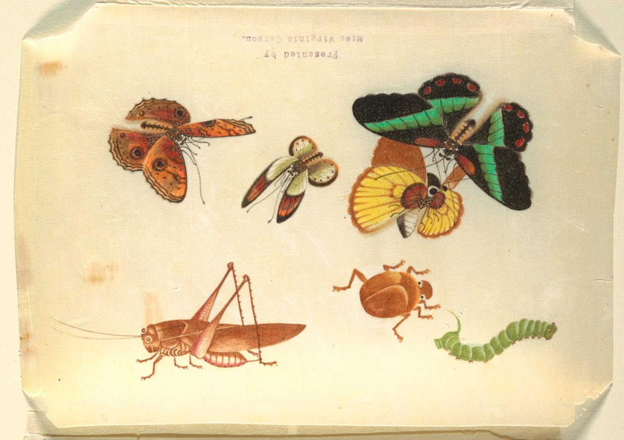 Insekter af Unknown artist