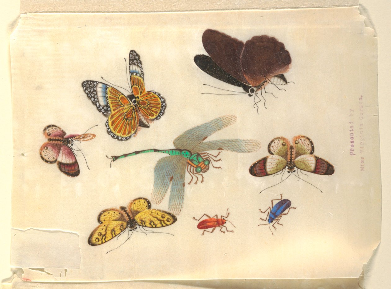 Insekter af Unknown artist
