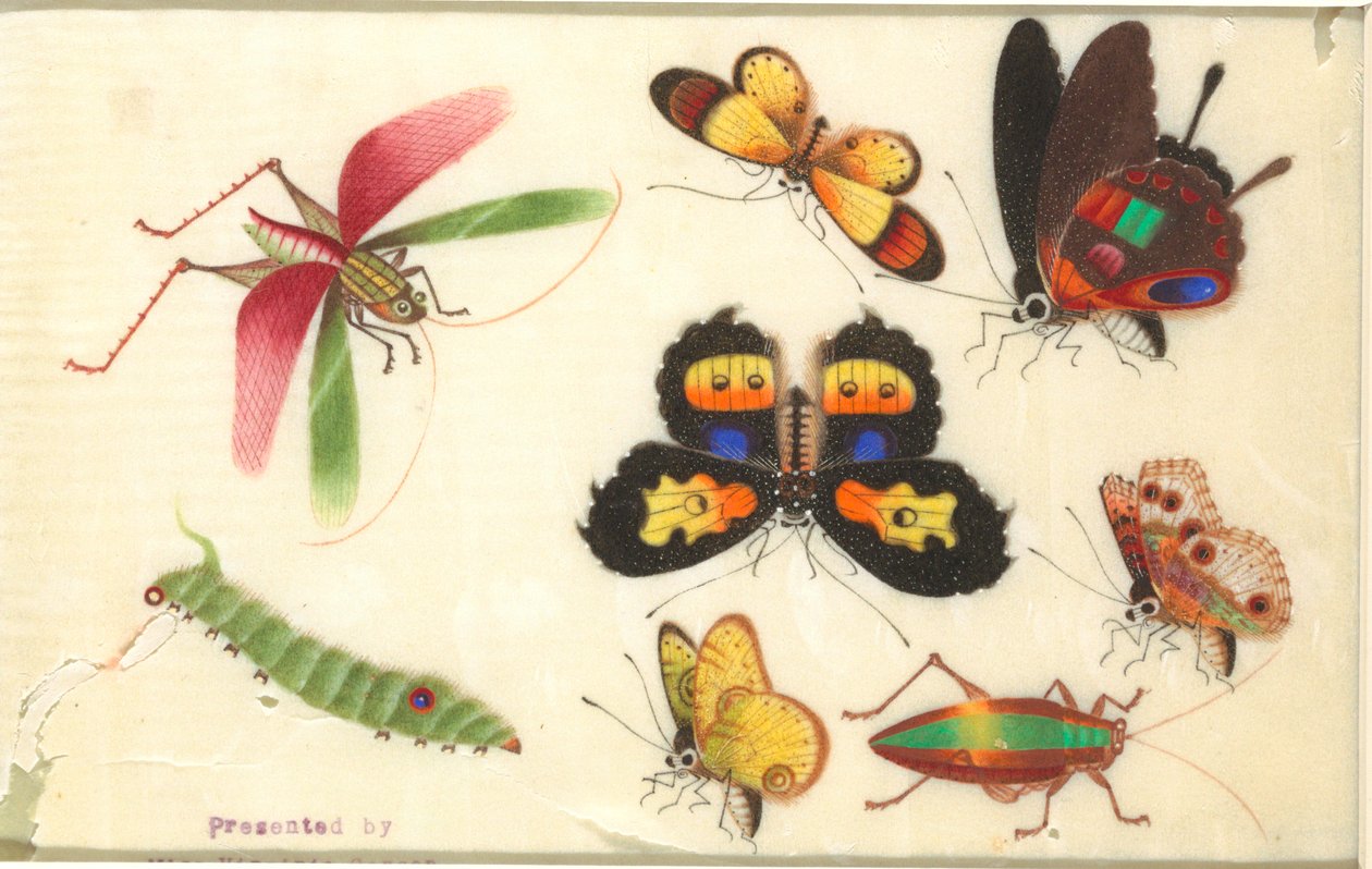 Insekter af Unknown artist