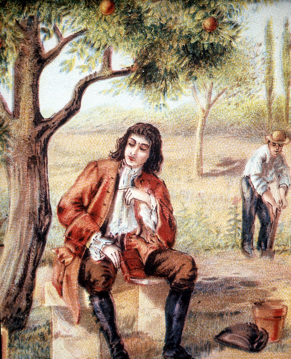 Isaac Newton (1642-1727), engelsk matematiker, fysiker og astronom, finder teorien om gravitation ved at observere faldet af et æbletræ, en illustration af det 19. århundrede. af Unknown artist