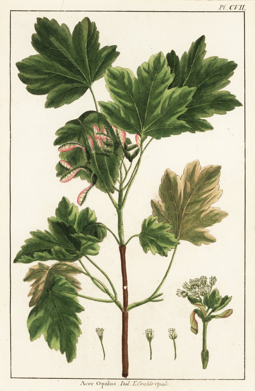 Italiensk ahorn, Acer opalus, italiensk af Unknown artist