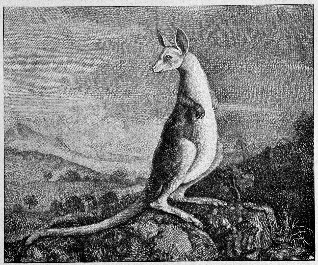 Kænguru fra tegningen af kaptajn Cook, der opdagede ham i Australien - fra en kobberstik fra 1774 af Unknown artist
