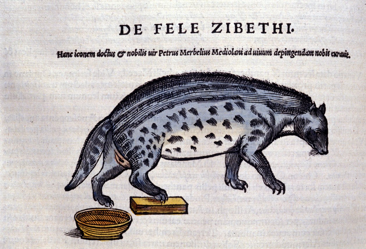 La civette i Historia Animalium af Conrad Gesner (1516 - 1565), Tiguri af Unknown artist
