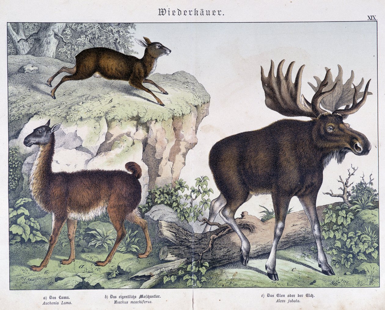 Lama, elg (elg) - i "" Naturhistorier om pattedyr", red. Schreiber af Unknown artist