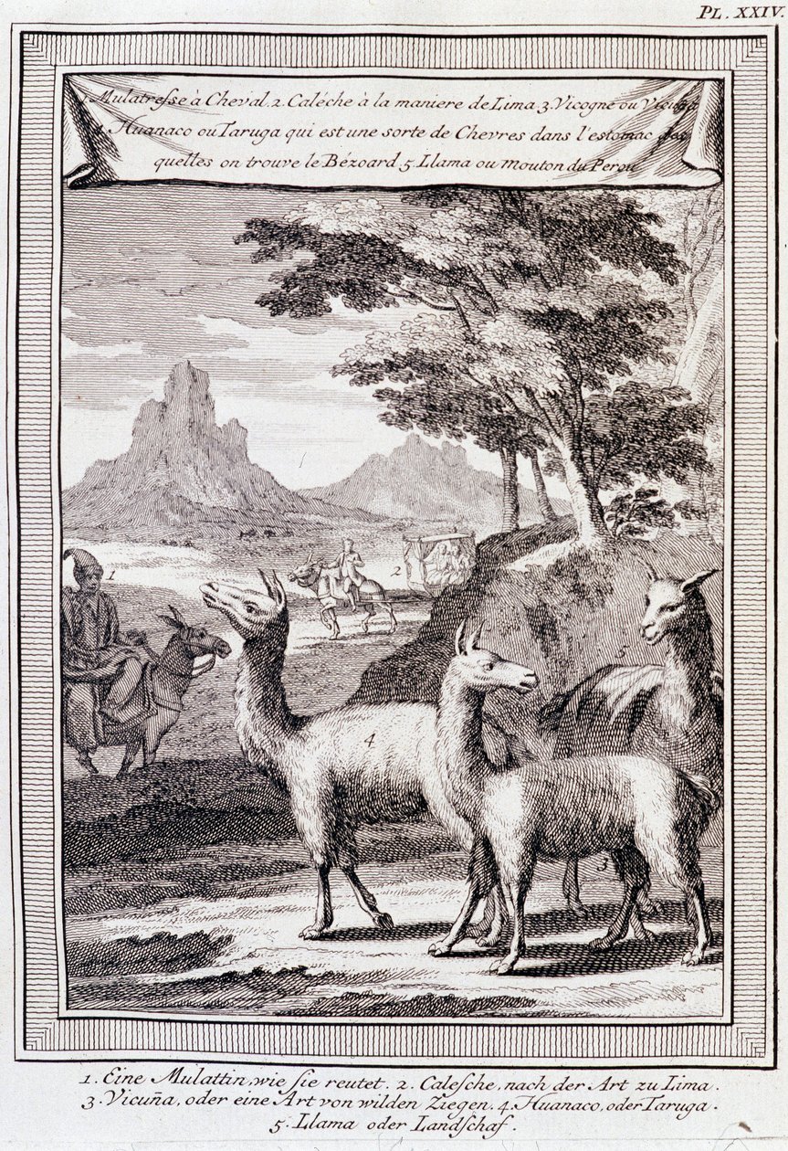 Lamaer fra Peru - i "" Historical Journey of South America udført efter ordre af kongen af Spanien af Don George Juan og Don Antoine de Ulloa"", T.1, ved C.A. Jombert, Librairie du Roi, Paris af Unknown artist