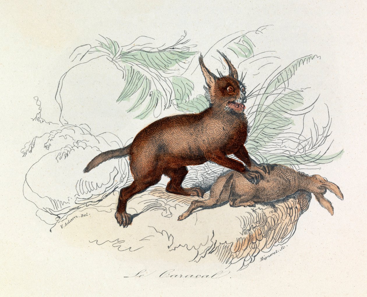 Karakalen (Felis caracal) er et firbenet pattedyr af Felidae-familien (gravørfamilien). af Unknown artist