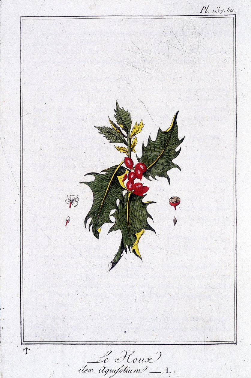 The Holly (Ilex Aquifolium) - i "Øvelser i botanik til brug for handlende", skrevet af J.C. Philibert, Imprimerie de Crapelet, Paris af Unknown artist