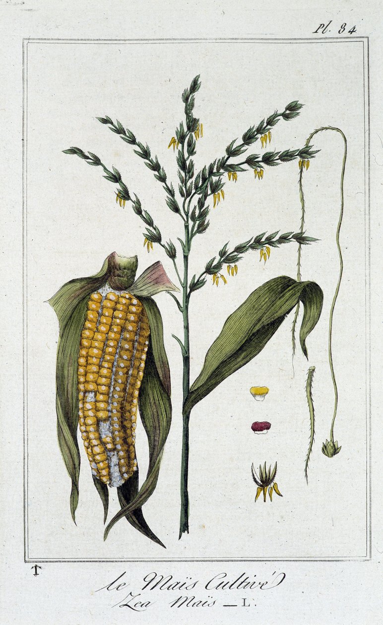 Le Mais Cultivate (Les Mais) - i "Øvelser i botanik til brug for handlende", redigeret af J.C. Philibert, Imprimerie de Crapelet, Paris af Unknown artist