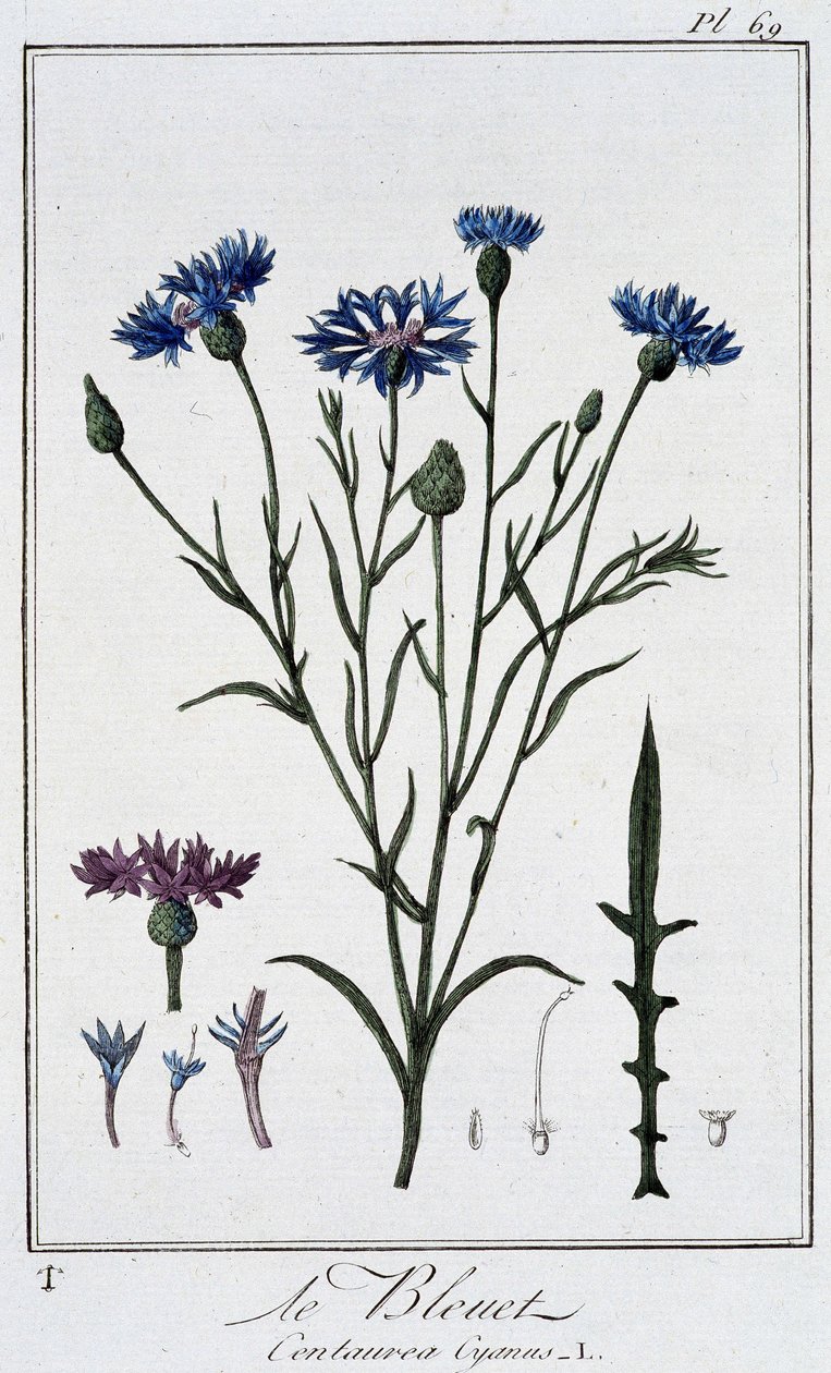 Kornblomsten (Centaurea Cyanus) - i "Øvelser i botanik til brug for handlende", skrevet af J.C. Philibert, Imprimerie de Crapelet, Paris af Unknown artist