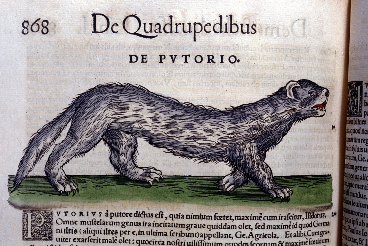 Le fertois - i Historia Animalium af Conrad Gesner (1516 - 1565), Tiguri af Unknown artist