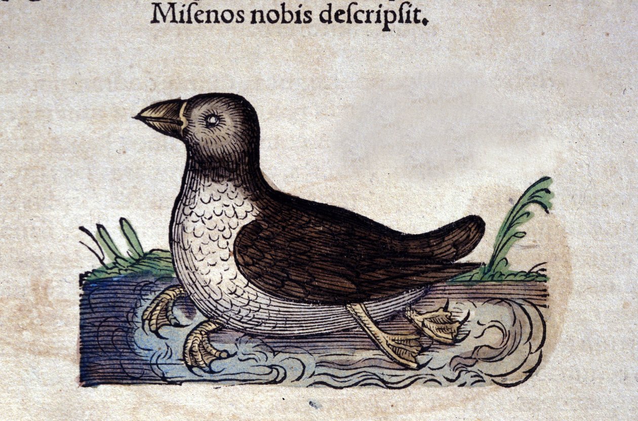 Le Harle Marin i History of Animals of Conrad Gessner (1516 - 1565), Tiguri af Unknown artist