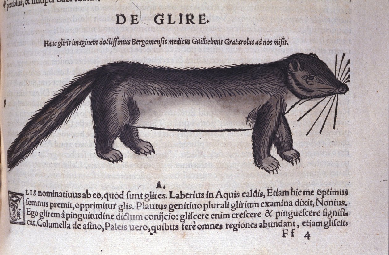 Le loir i Historia Animalium af Conrad Gesner (1516 - 1565), Tiguri af Unknown artist