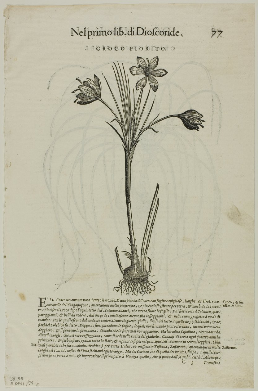 Blad fra Discorsi af Petrus Andreas Matthiolus, plade 99 fra Træsnit fra Books of the XVI Century af Unknown artist
