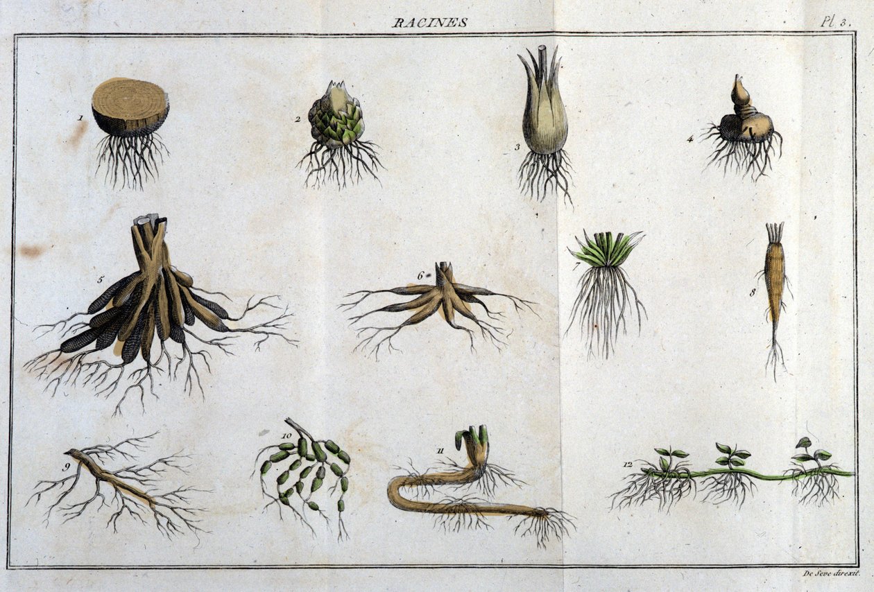 Les Roots: i "" Flora Françoise, eller en kort beskrivelse af alle de planter, der vokser naturligt i Frankrig, arrangeret efter en ny analysemetode, hvortil vi knytter citatet om deres mindst tvetydige dyder inden for medicin og deres anvendelighed i t. af Unknown artist