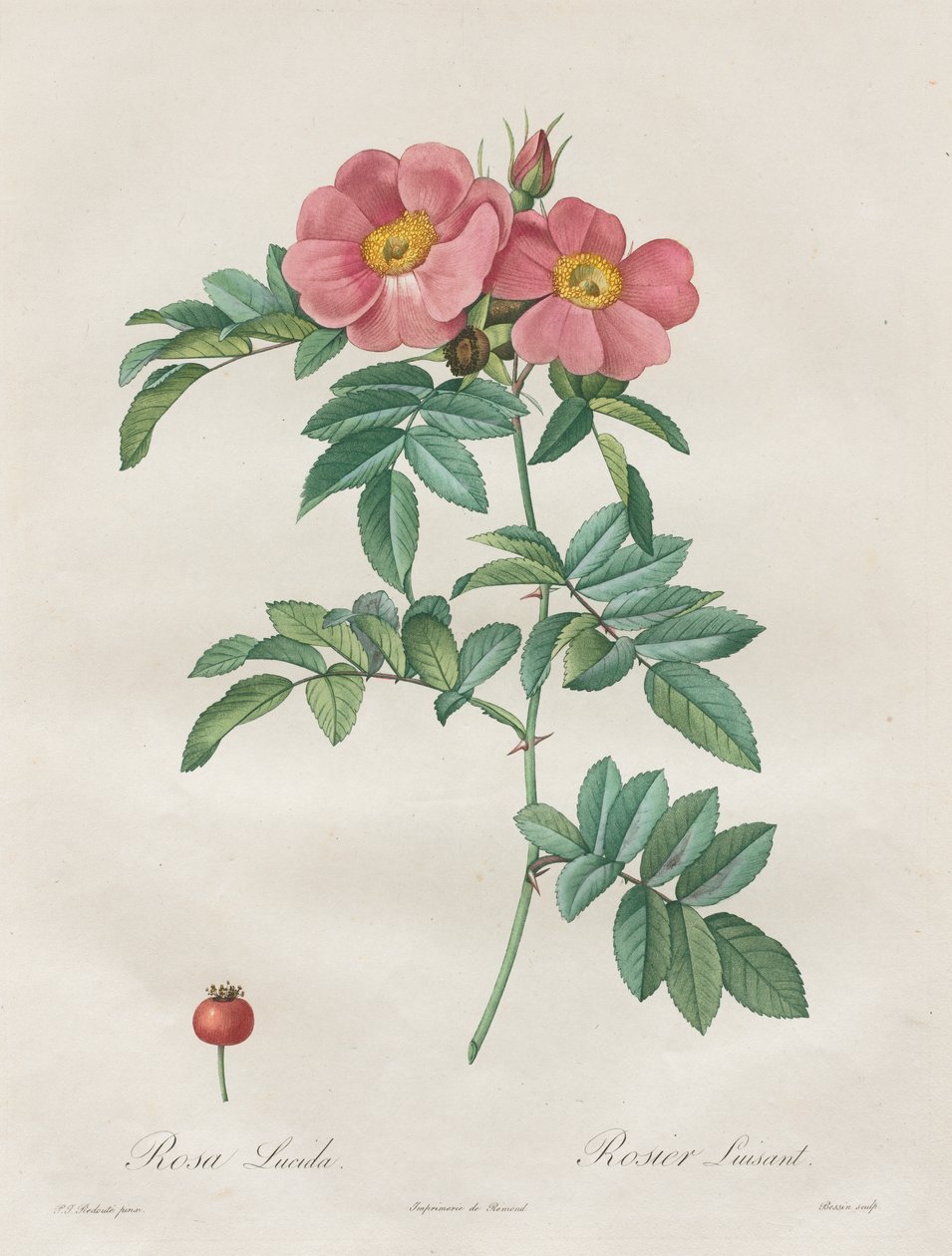 Roserne: Rosa Lucida af Unknown artist