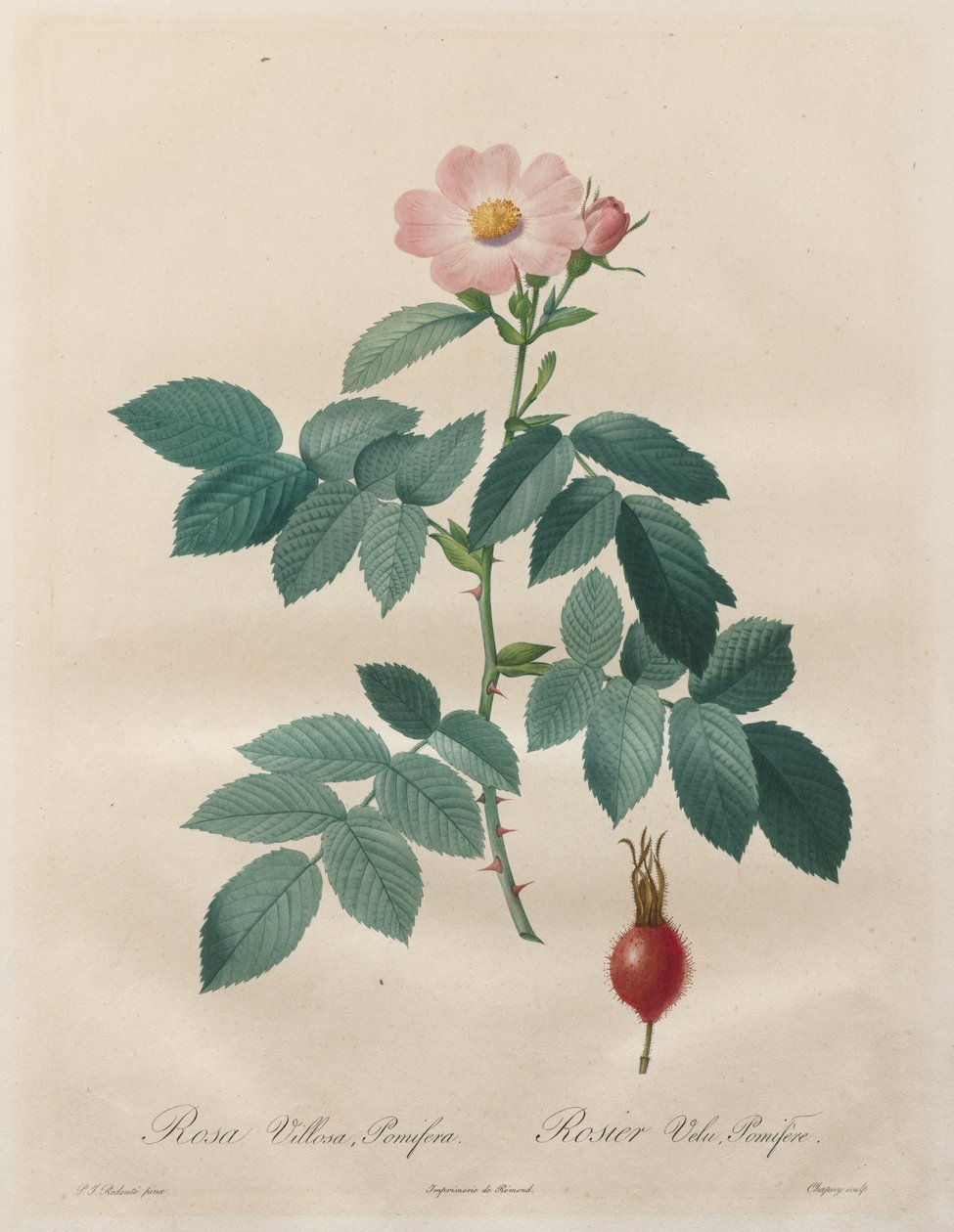 Les Roses: Rosa villosa, pomifera af Unknown artist