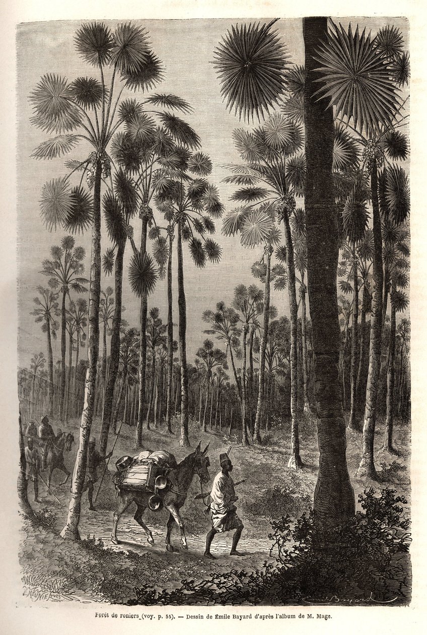 Løjtnant Mages karavane skrider frem mod Niger og krydser en skov af kæmpe palmer i provinsen Damfa, Mali. Gravering til illustration af løjtnant (Flåden) M. Mages rejse til Vestsudan i 1863-1866, offentliggjort i "Le tour du monde, nouve af Unknown artist
