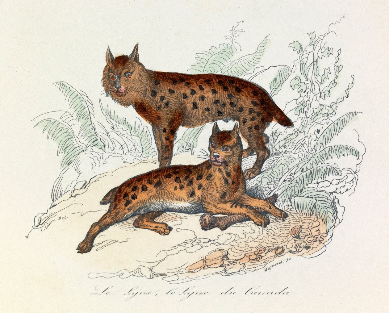 Lynx og Canada lynx, to firbenede pattedyr, klassificeret af Linneene og Cuvier (kobberstik) af Unknown artist