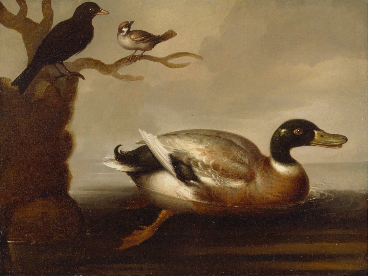 Gråand og andre fugle af Unknown artist