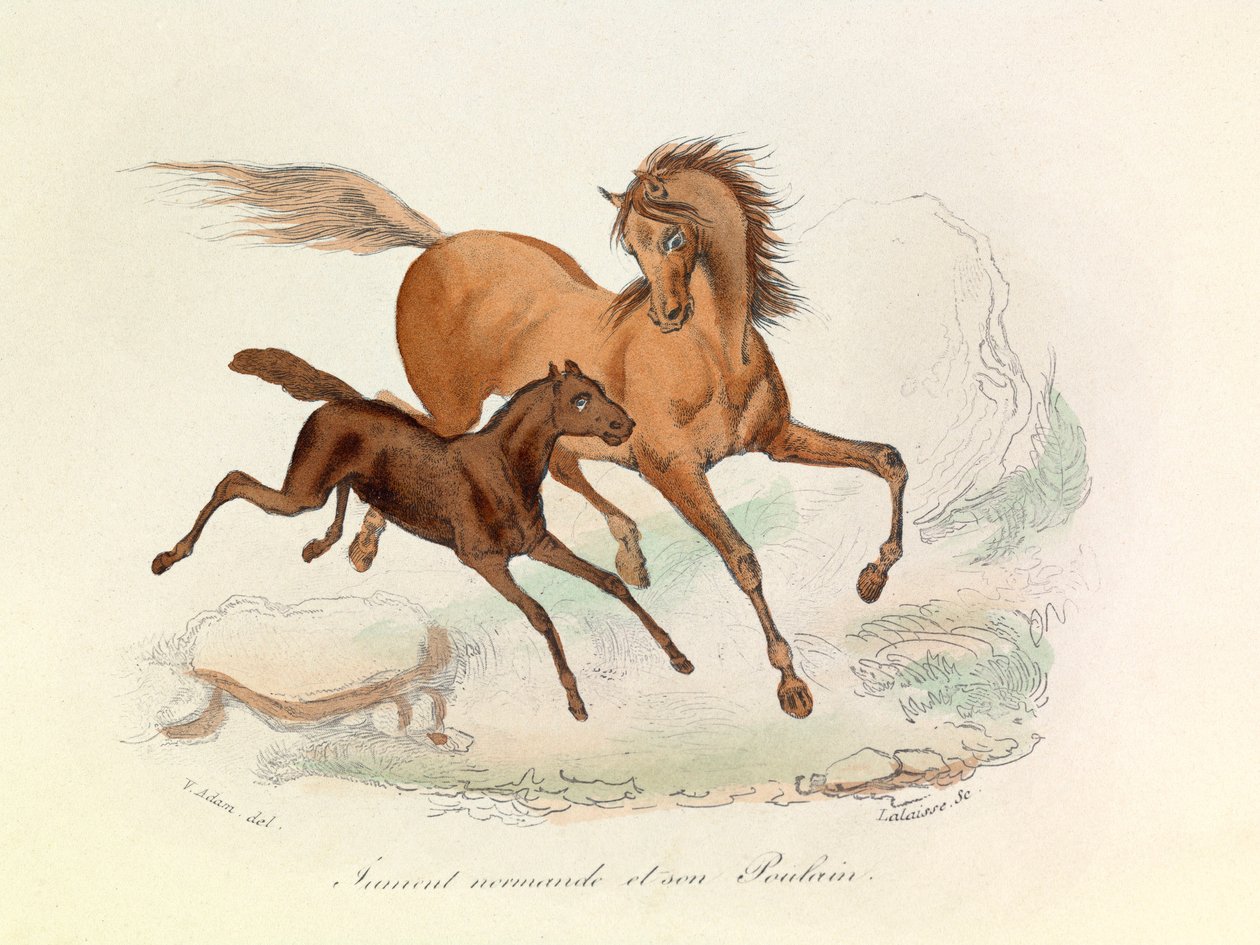 Mare Normande og føl klassificeret og navngivet i henhold til Linneene og Cuviers nomenklatur (kobberstik) af Unknown artist