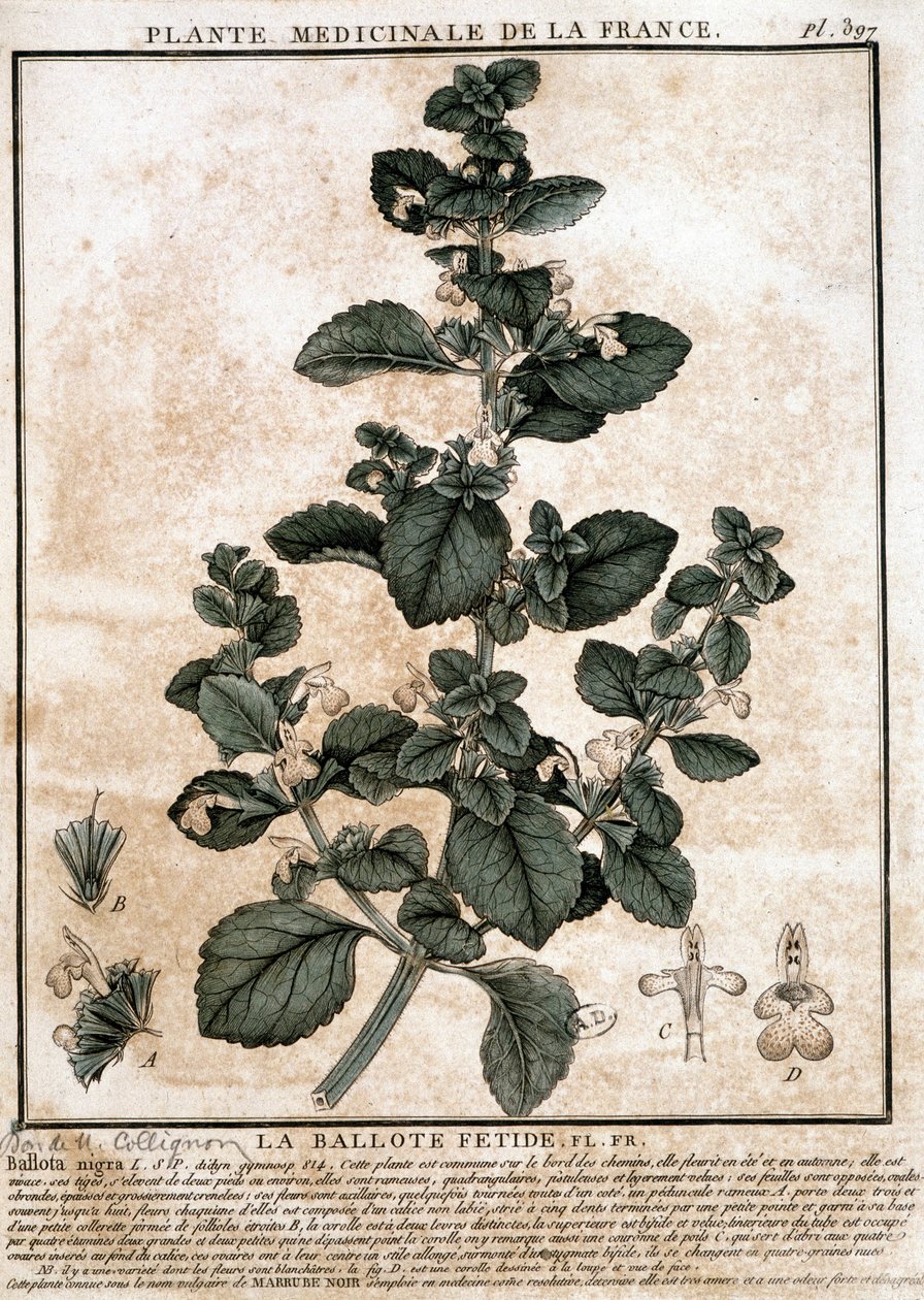 Lægeplante fra Frankrig: den stinkende belotte. af Unknown artist