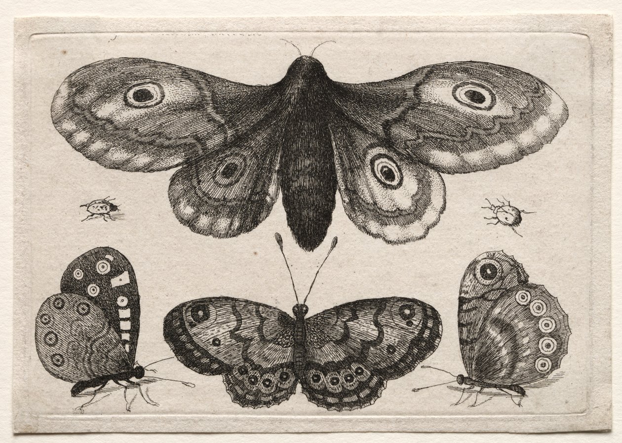Scarab-fluer og orme af forskellige figurer og former: en møl, tre sommerfugle og to biller af Unknown artist