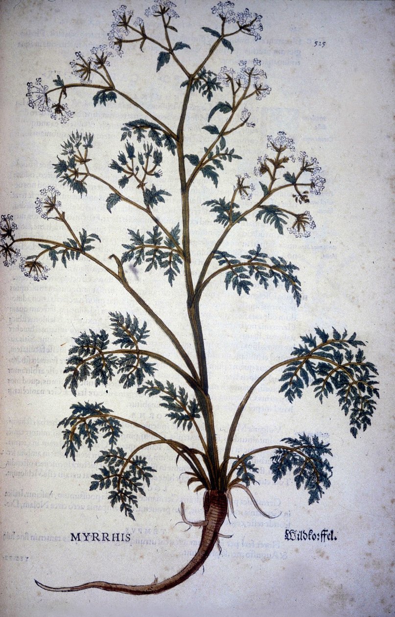 Myrrhis Odorata Fuchs: kørvelmoskus - I "" Natural History of Cocoa and Sugar"" af Unknown artist