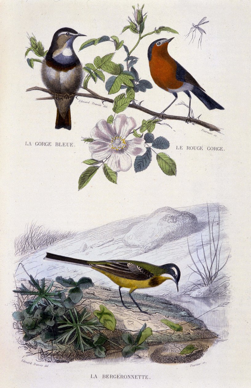 Naturhistorisk plade: Fugle: Blåhalsen (Gorge Bleue), Robin (Rouge Gorge) og vipstjerten - i “” Works of Buffon, T.5, red. Ryger Jouvet & Cie af Unknown artist