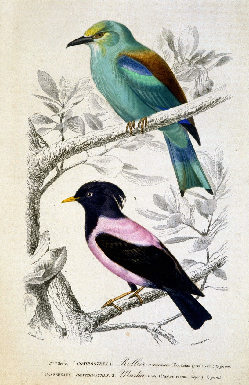 Naturhistorisk plade: Fugle: Rollier commun et martin rose - i "" Works of Buffon, T.5, ed. Fume Jouvet & Cie af Unknown artist