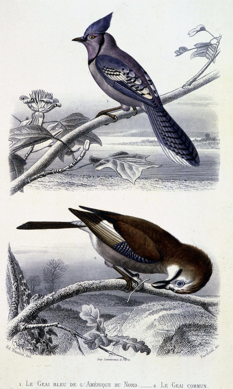 Natural History Plate: Birds: The Blue Jay of North America and the Common Jay - i "" Works of Buffon, T.5, ed. Fume Jouvet & Cie af Unknown artist