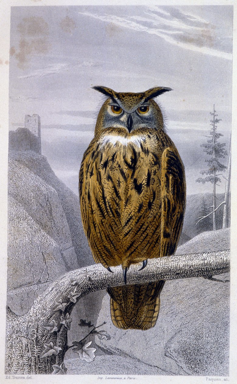 Naturhistorisk plade: Owl: The Grand Duke (Grand Duke) - i "" Works of Buffon"", T.5, udg. Fume Jouvet & Cie af Unknown artist