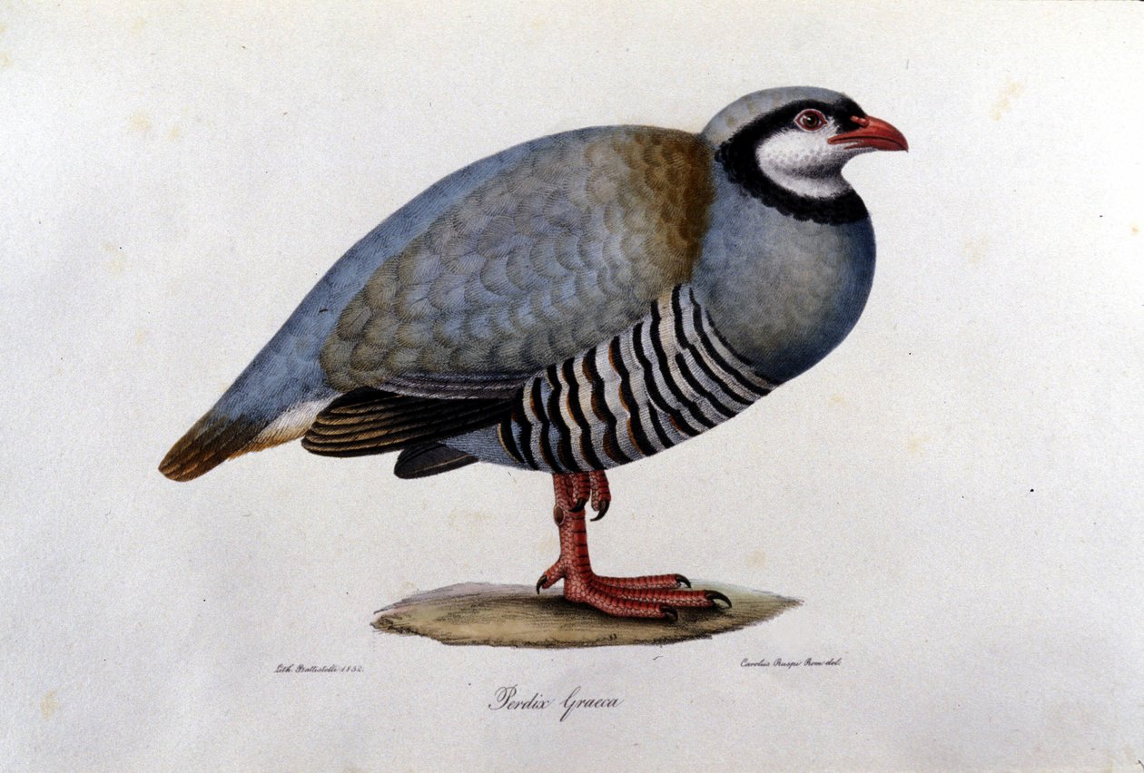 Naturhistorisk tavle, der repræsenterer en græsk agerhøne. 1800-tals gravering. af Unknown artist