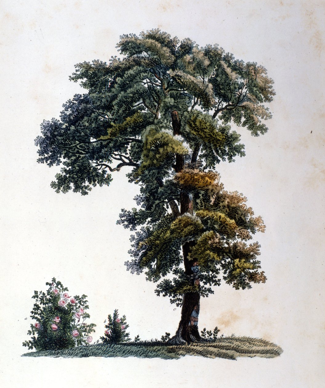 Egetræ. Gravering i begyndelsen af det 19. århundrede. af Unknown artist